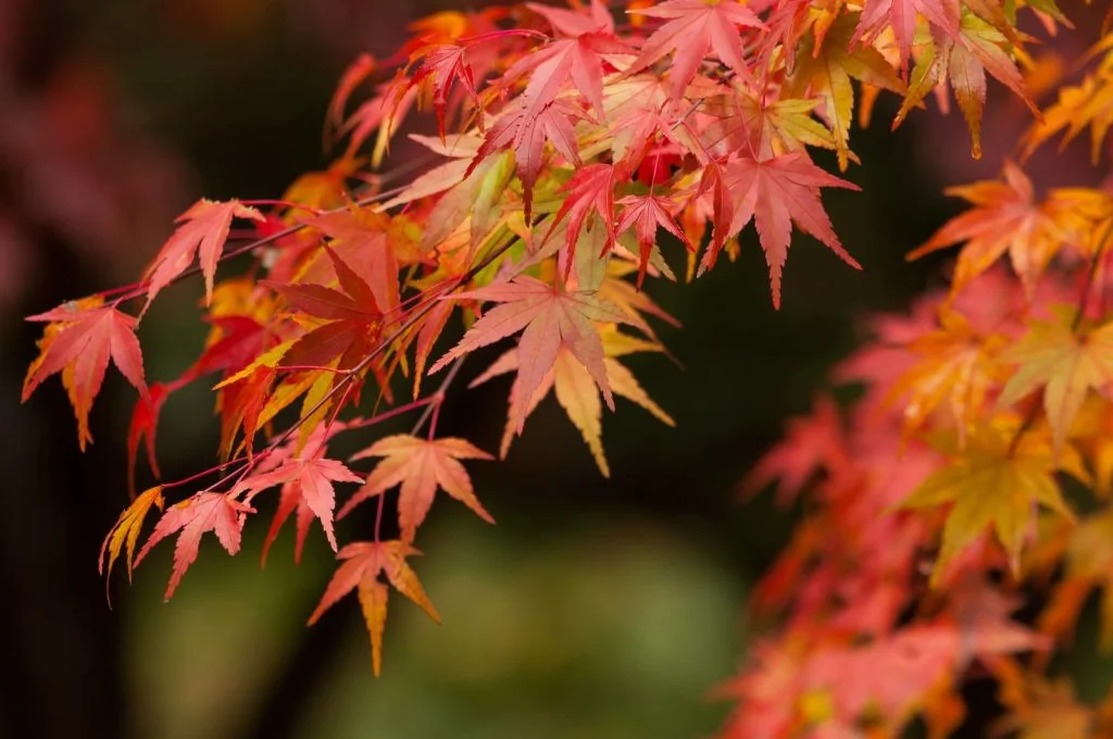 秋に色づく落葉樹の魅力！お庭を彩るおすすめの植栽をご紹介のサムネイル