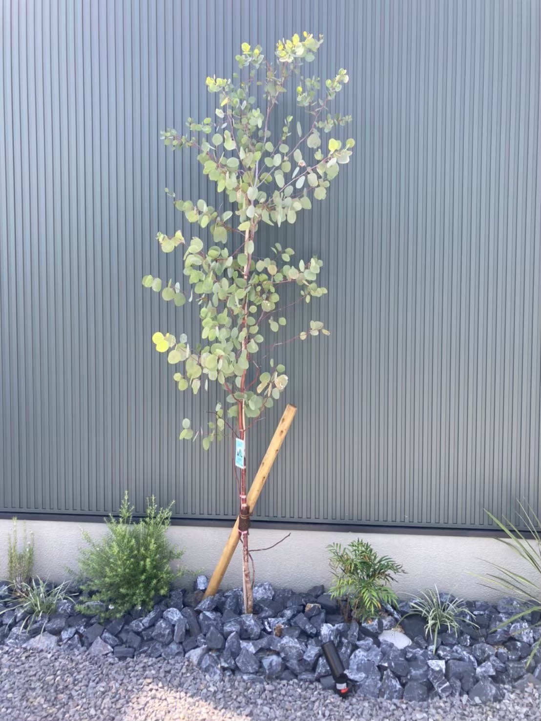 植栽